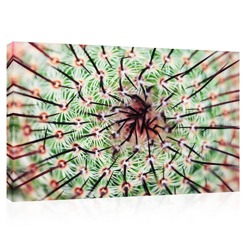 Impression sur toile - Cactus épineux #E0637