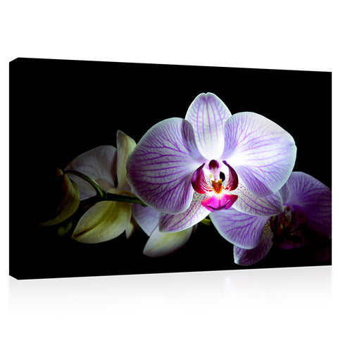 Impression sur toile - Belle fleur d'orchidée rose #E0661