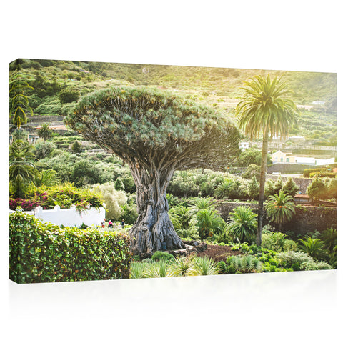 Canvas Print -  Ancient Dragon Tree #E0961