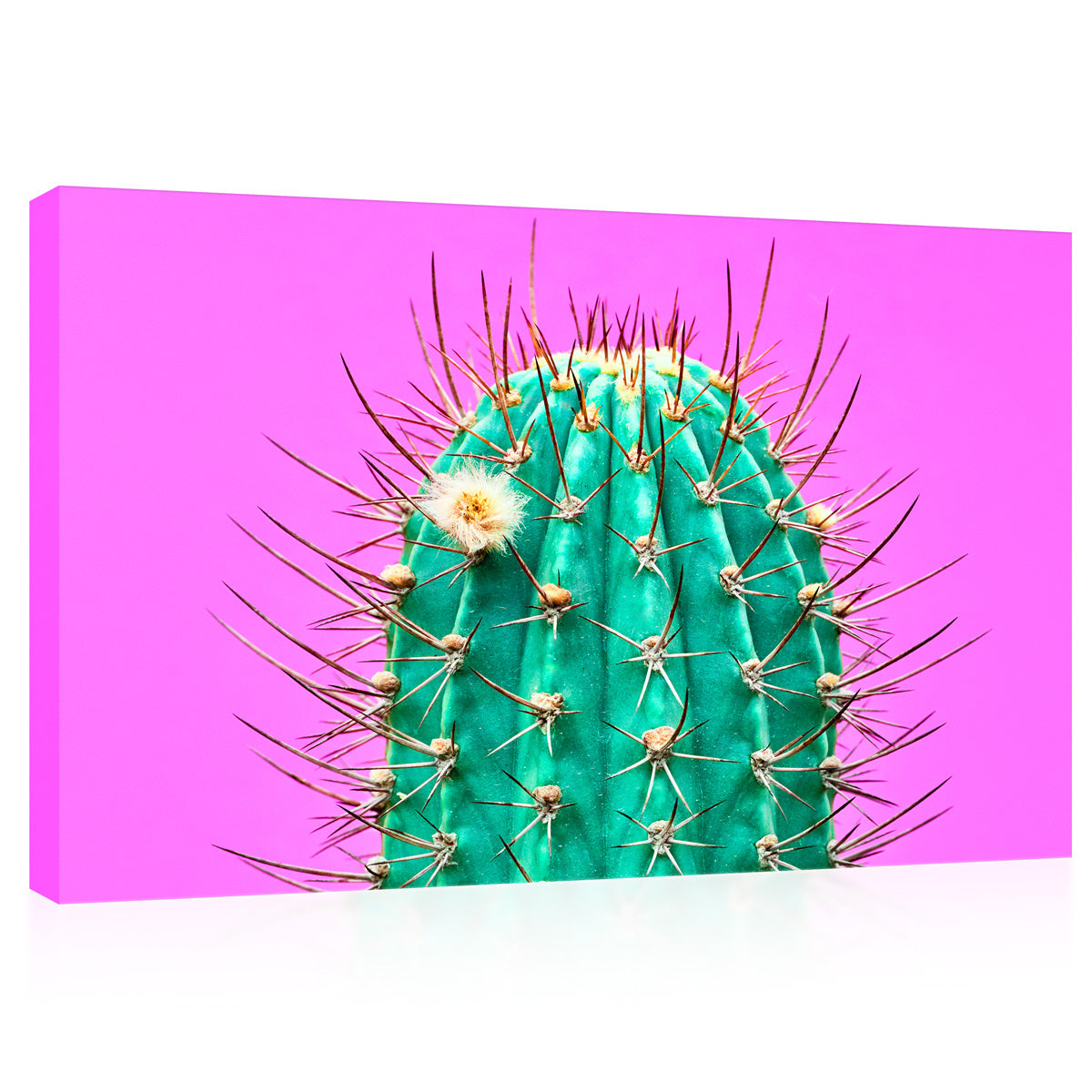 Canvas Print -  Green Cactus On Pink Background #E0804