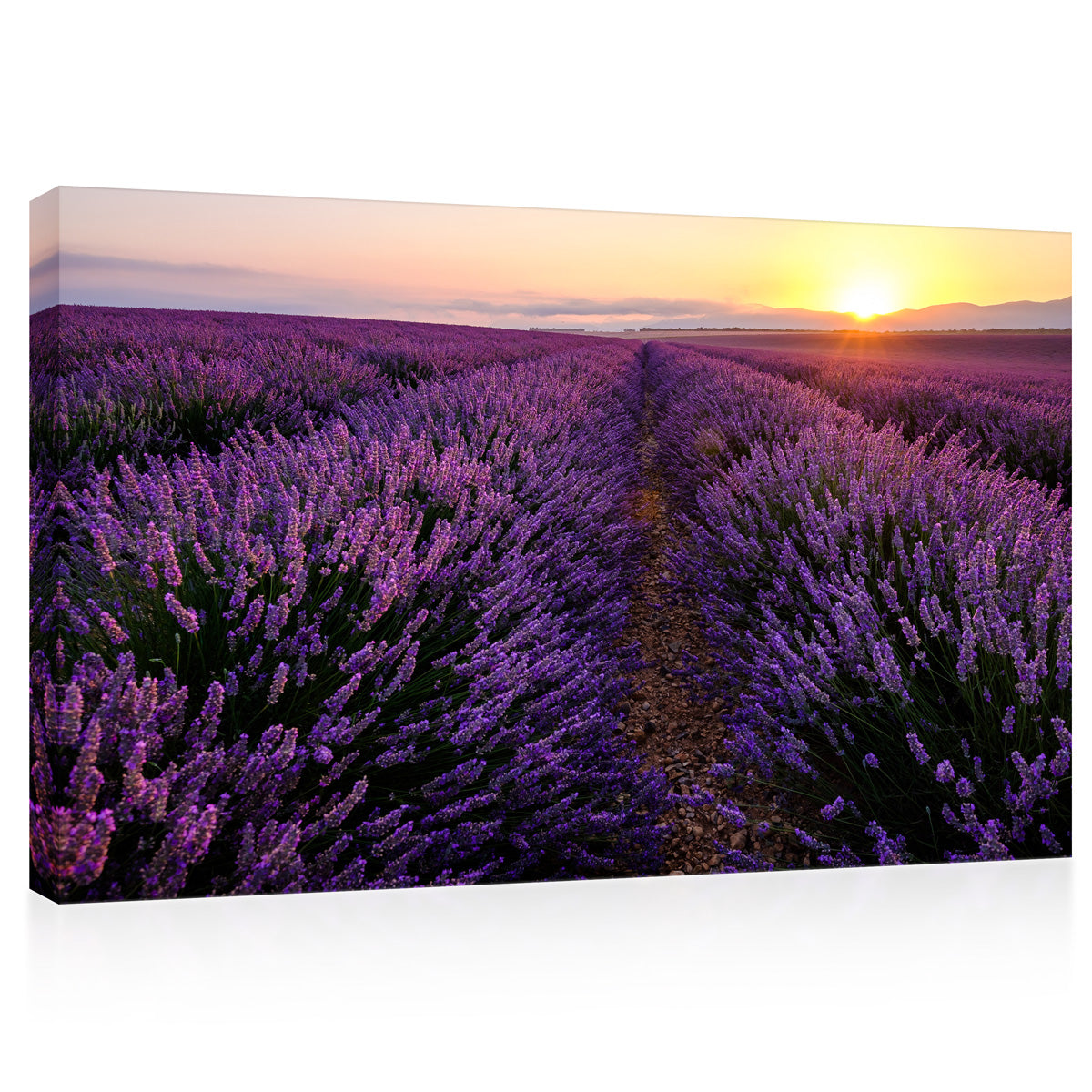 Canvas Print -  Lavender Field At Sunrise #E0785