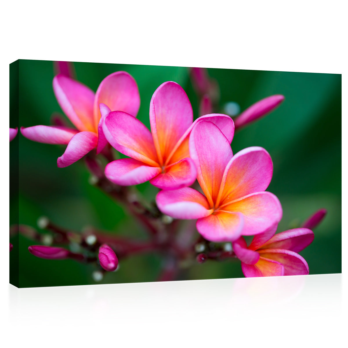 Impression sur toile - Branche de Plumeria rose tropical #E0674