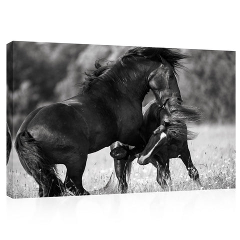 Canvas Print -  Two Draft Horses Fighting #E1019