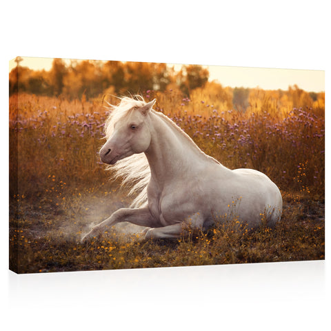 Impression sur toile - Poney gallois blanc dans le champ en fleurs #E0919