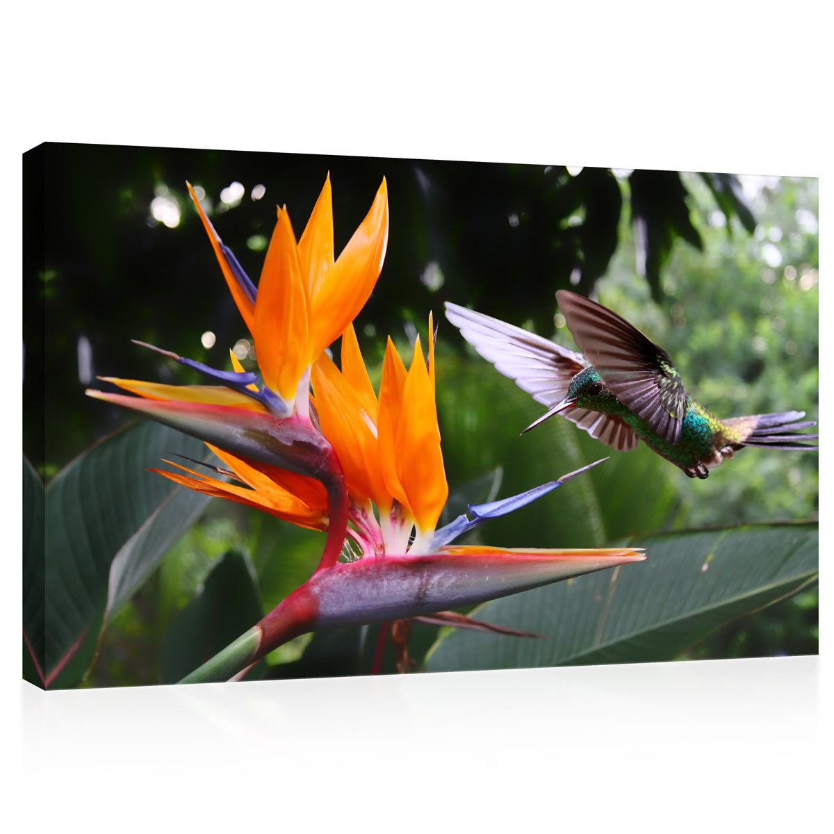 Canvas Print -  Flying Hummingbird At Strelitzia Flower #E0719