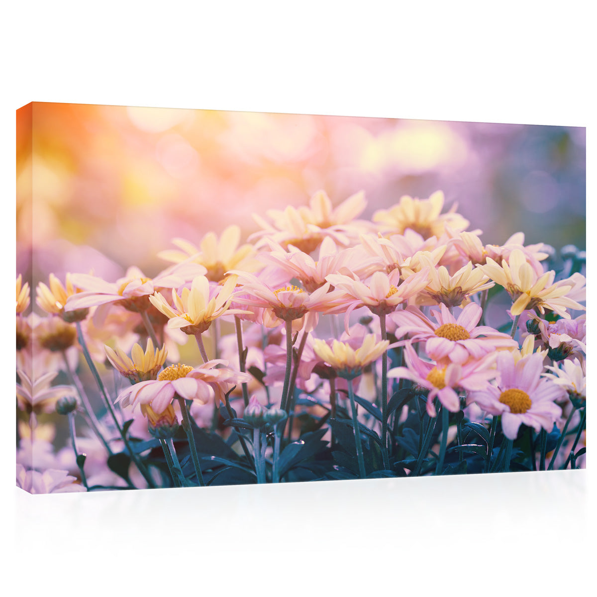 Canvas Print -  Sunset Light At Pink Flowers #E0653