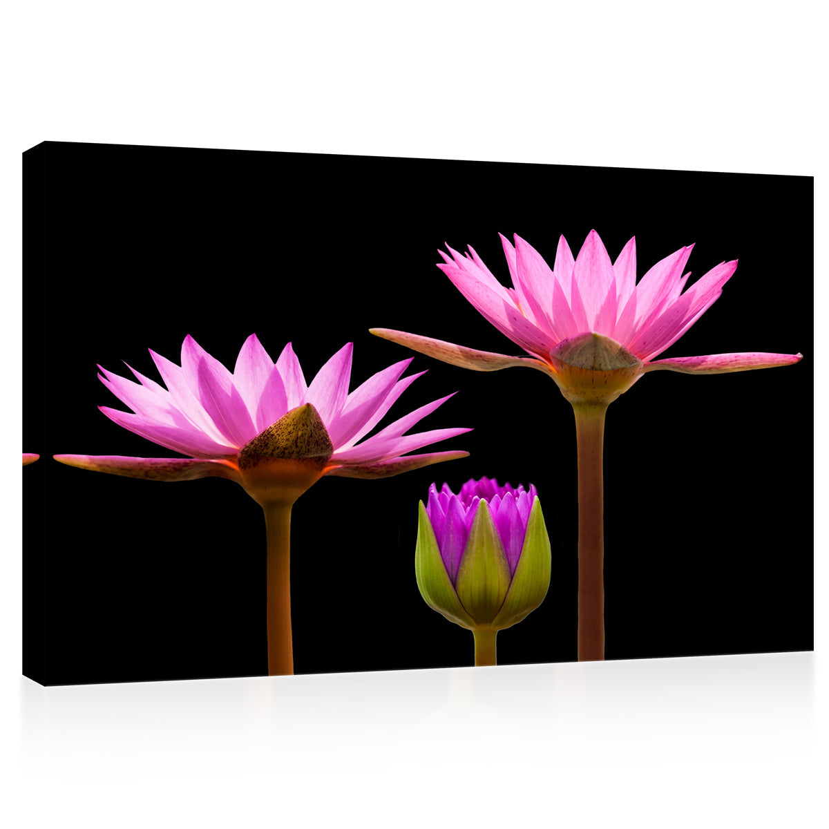 Canvas Print -  Incredible Water Lilies #E0667