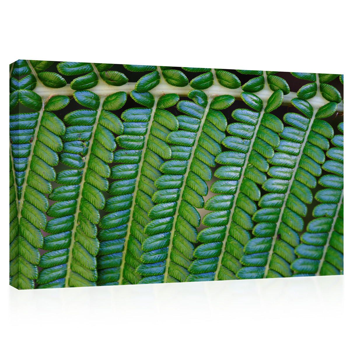 Canvas Print -  Fern Leaf #E0689