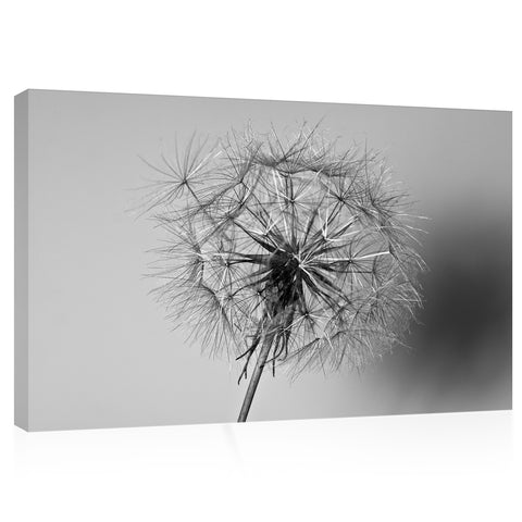 Canvas Print -  Dandelion Flower #E0814