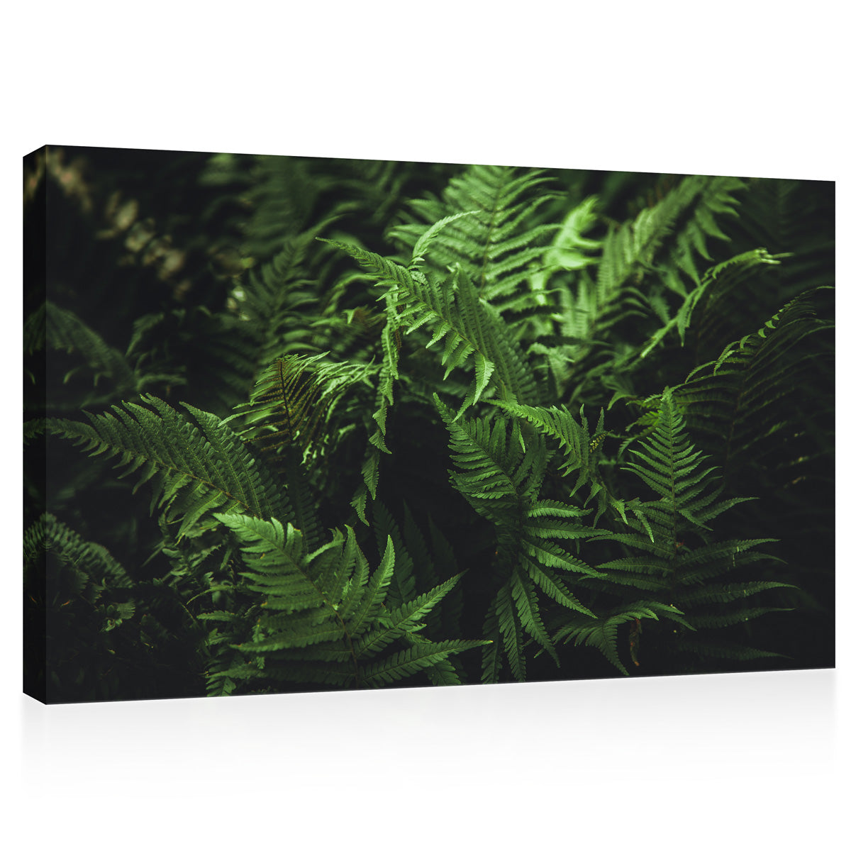 Canvas Print -  Green Fern Leafs #E0817