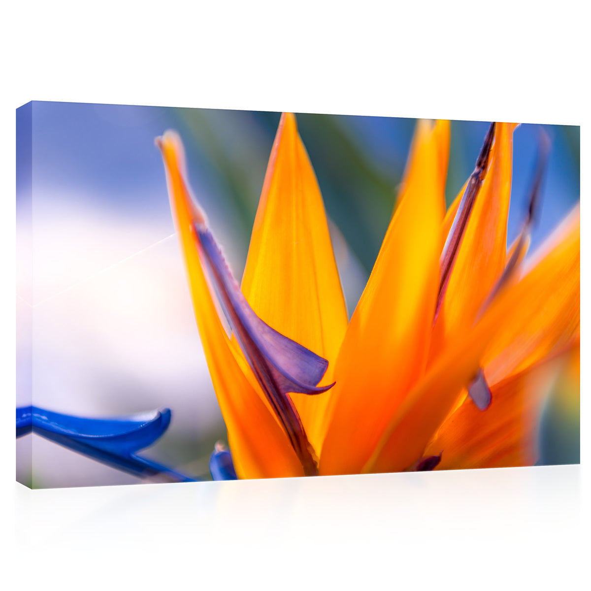 Canvas Print -  Bird Of Paradise Flower At Sunset #E0665