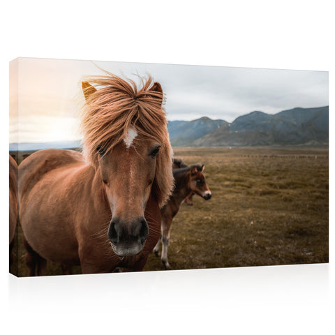 Canvas Print -  Icelandic Horse In The Field #E0899