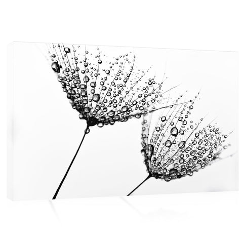 Canvas Print -  Black And White Photo With Dandelions #E0832