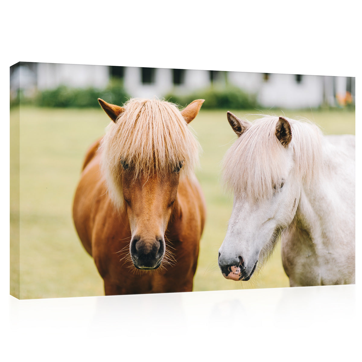 Impression sur toile - Portrait de beaux chevaux #E0908