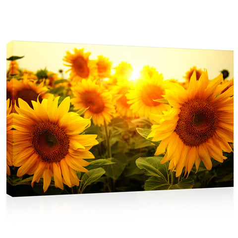 Canvas Print -  Sunflower Field At Sunrise #E0733