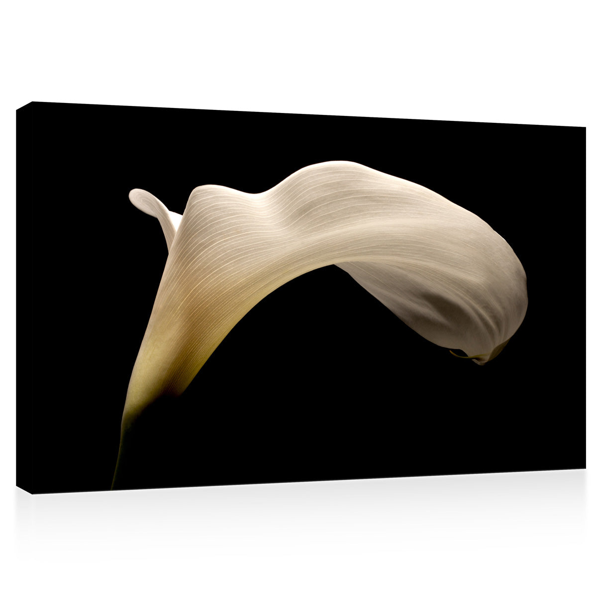 Canvas Print -  Big White Arum Lily #E0686