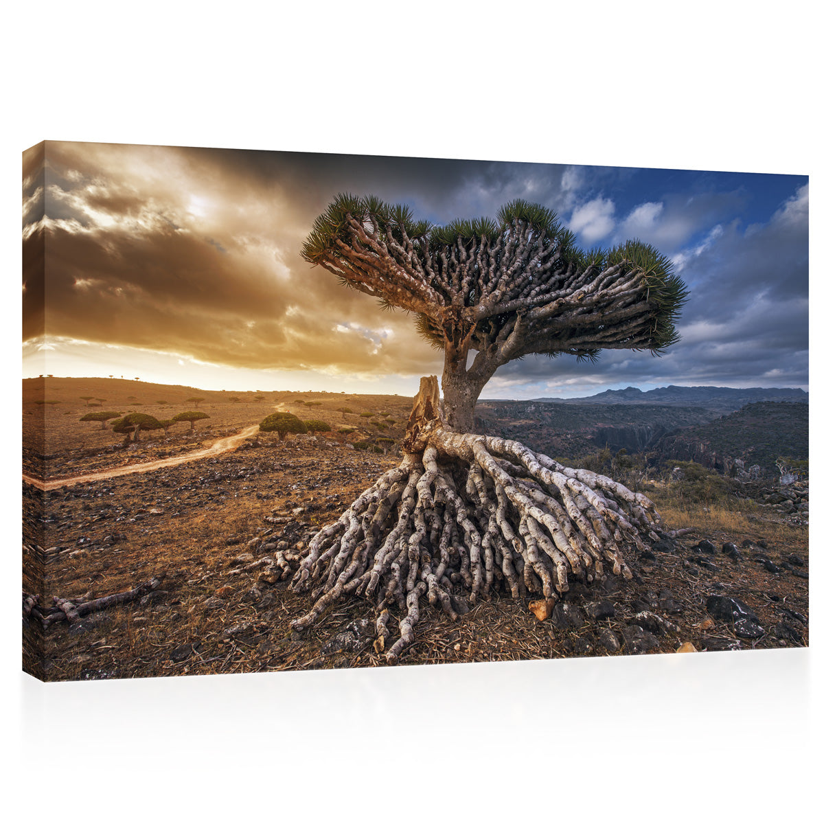 Canvas Print -  Dragon Trees At Dixam Plateau #E0959