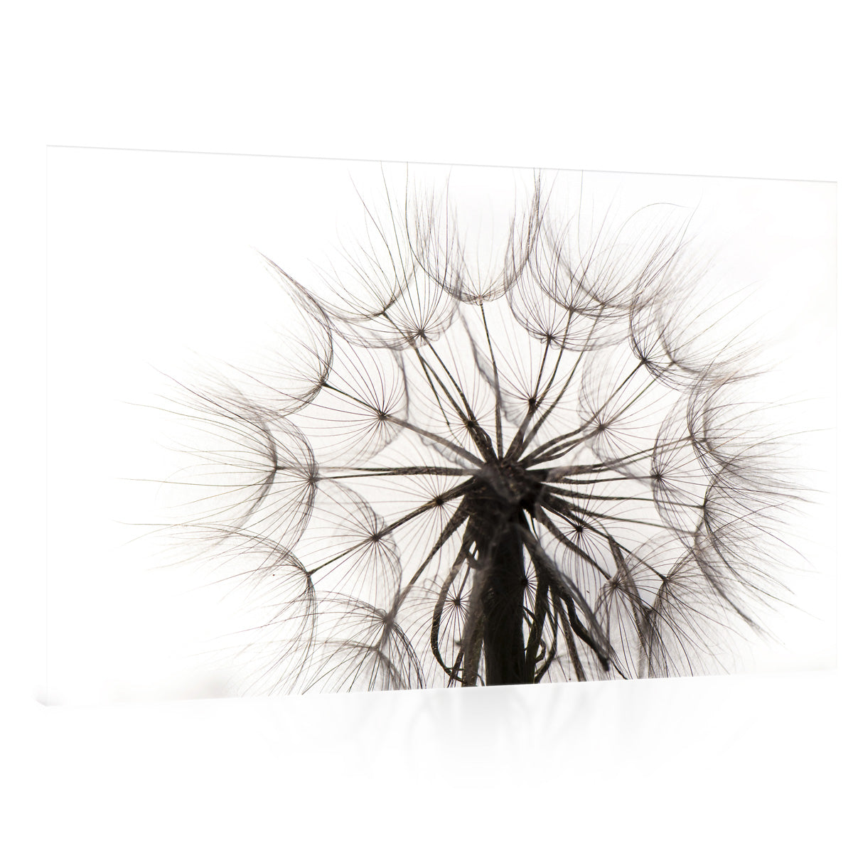 Canvas Print -  Beautiful Dandelion #E0815