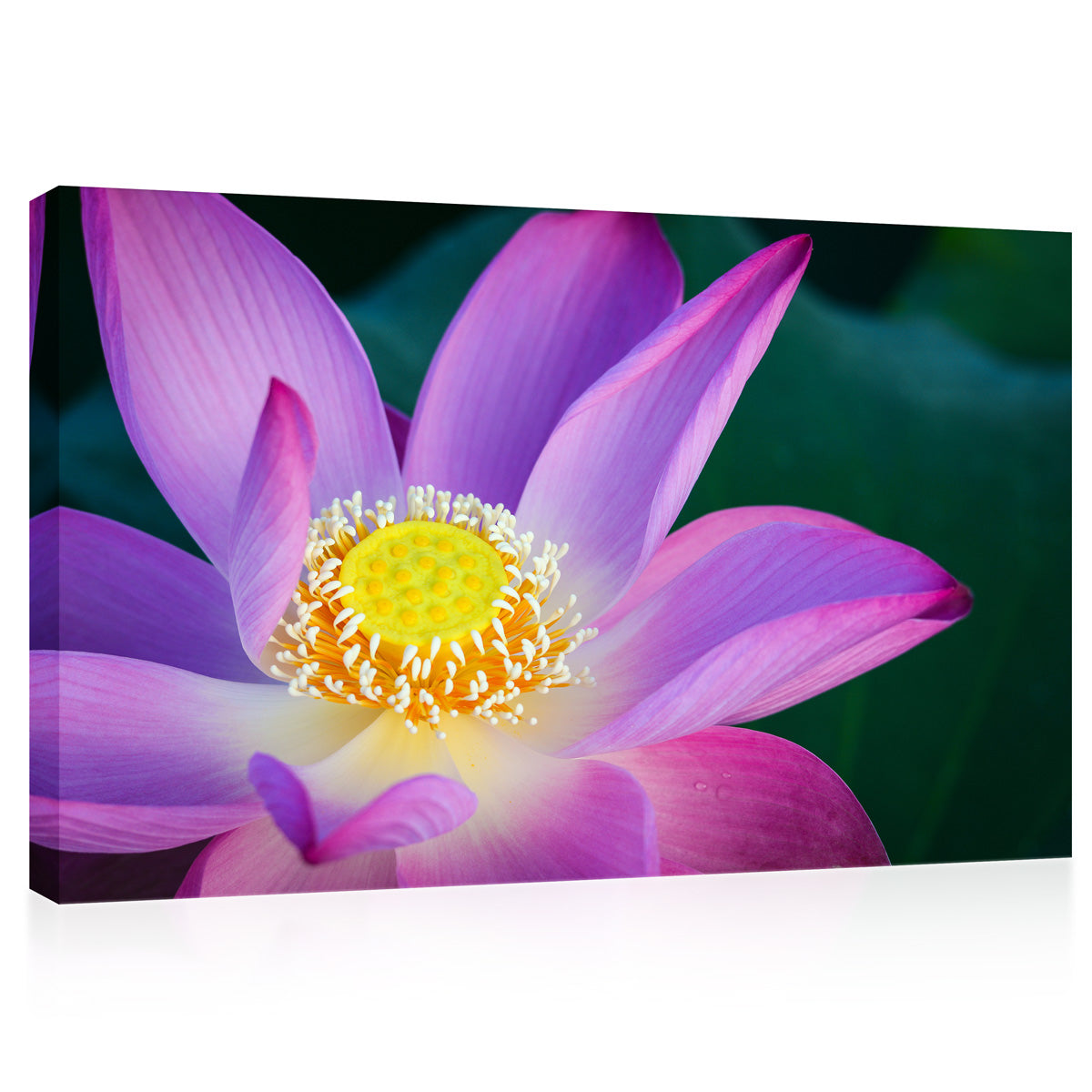 Impression sur toile - Fleur de lotus sur l'étang #E0635