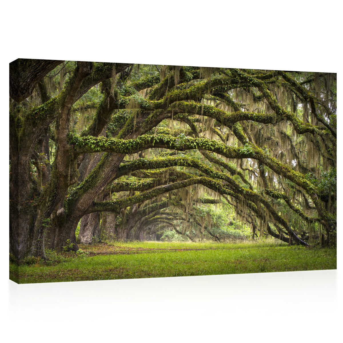 Impression sur toile - Oaks Avenue Charleston #E0958