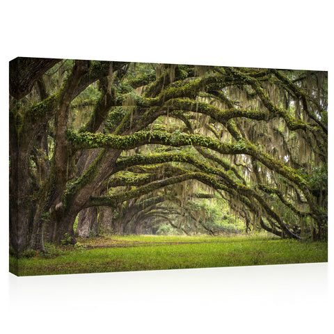 Canvas Print - Oaks Avenue Charleston #E0958