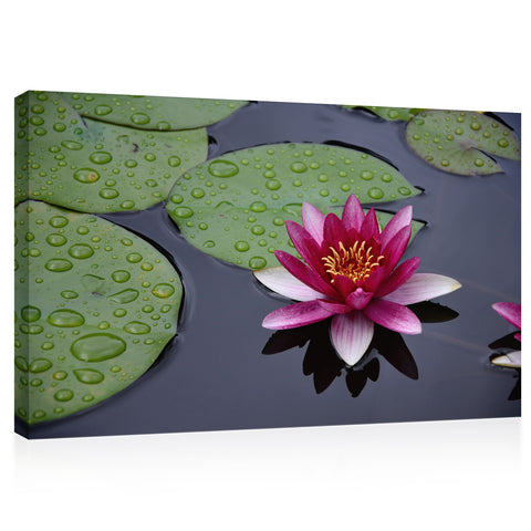 Canvas Print -  Purple Water Lily On The Pond #E0837