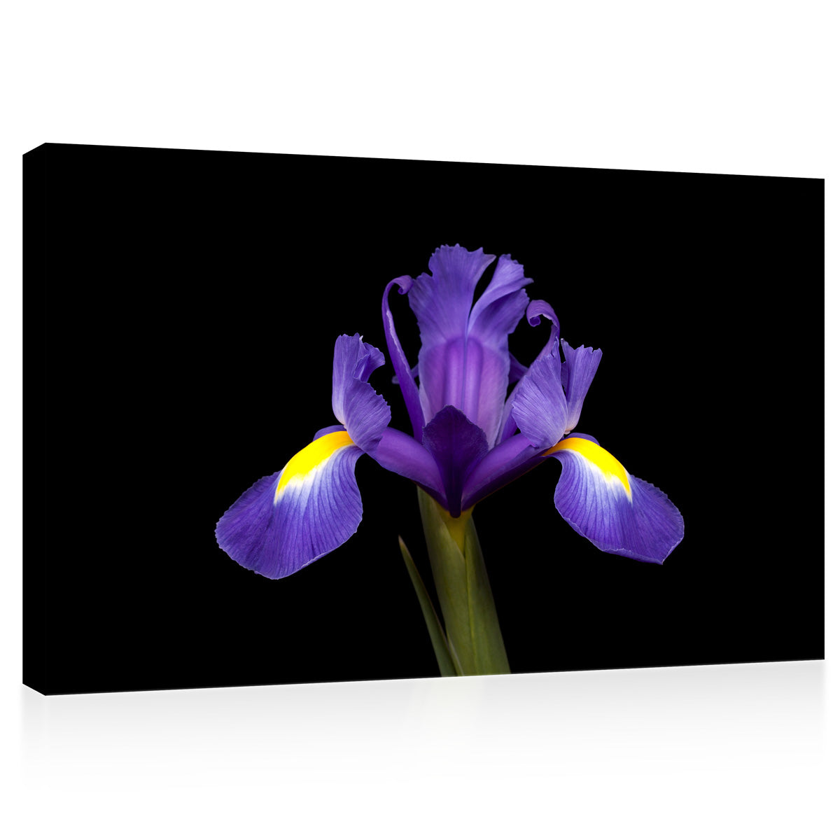 Impression sur toile - Iris violet #E0681