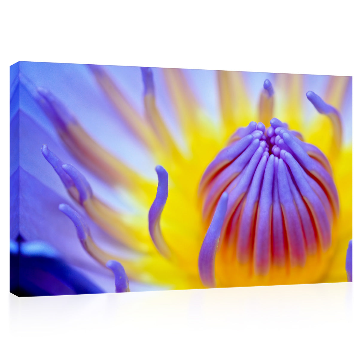 Impression sur toile - Pollen de nénuphar violet #E0651