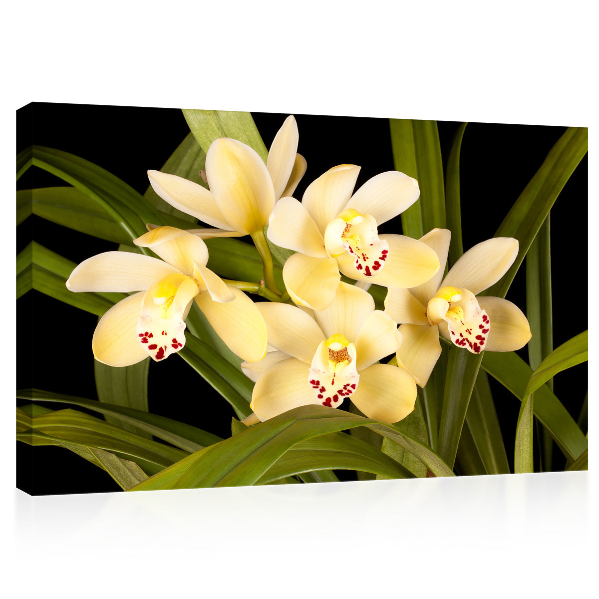 Canvas Print -  Beautiful Yellow Orchids #E0679