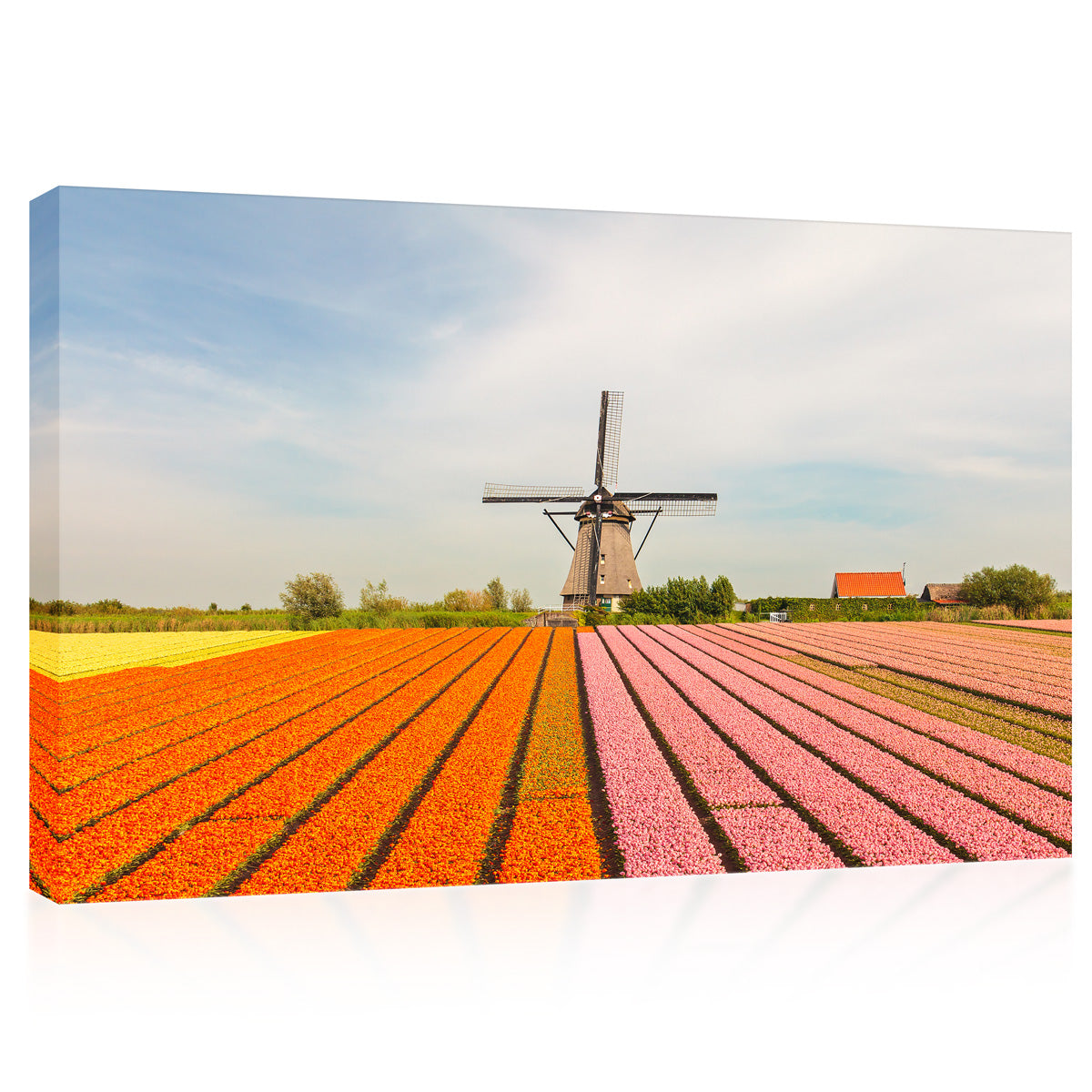 Canvas Print -  Blooming Field Of Colorful Tulips And Windmill #E0741