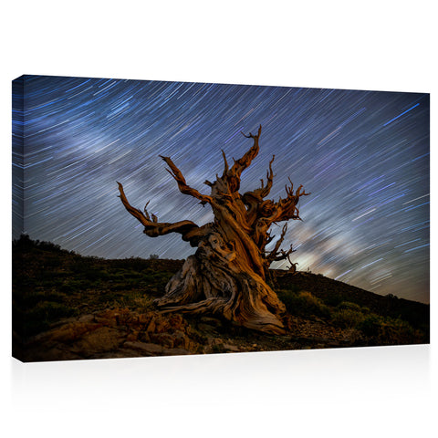 Canvas Print -  Bristlcone Pine 5000 Years Old #E0962