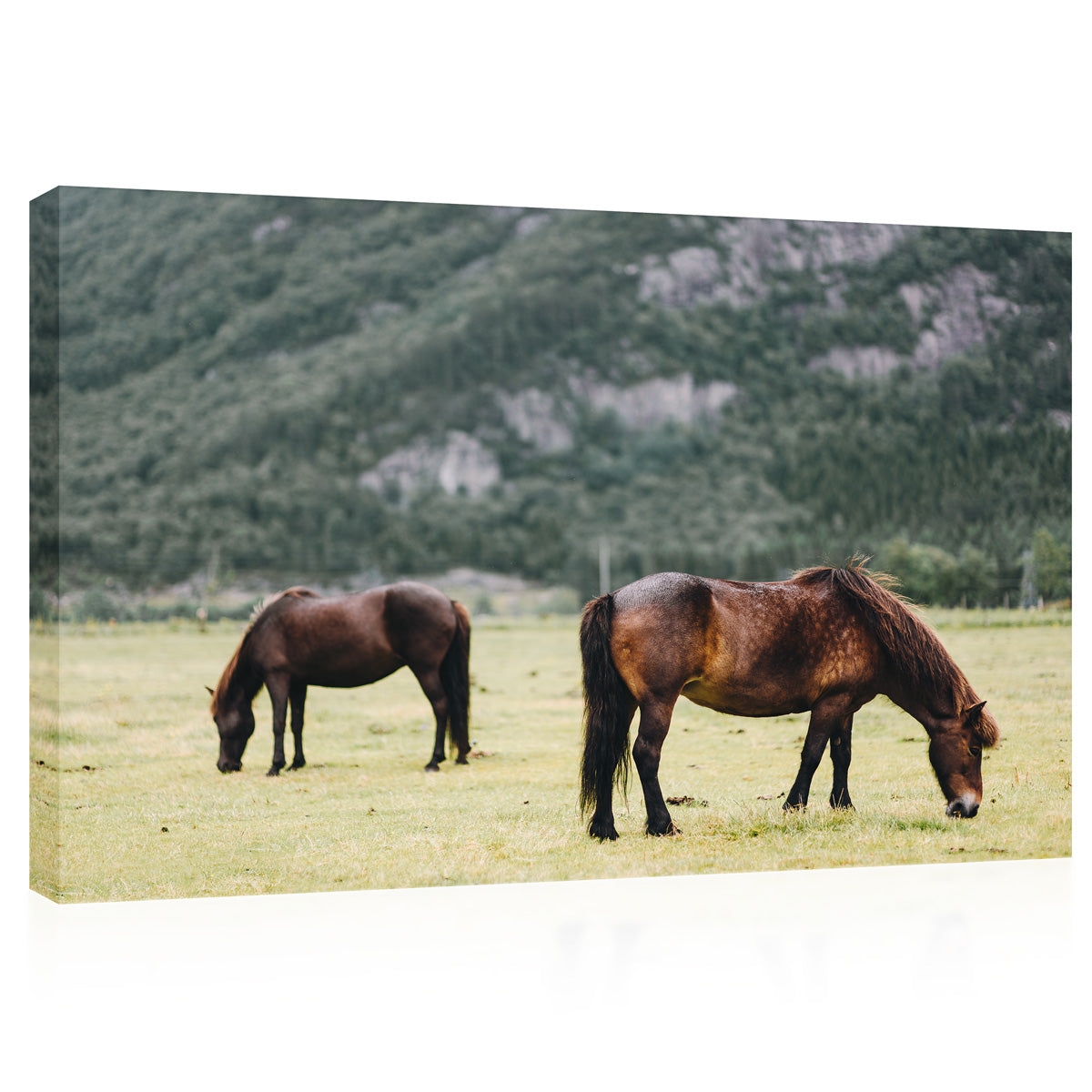 Canvas Print -  Two Horse In The Field #E0907