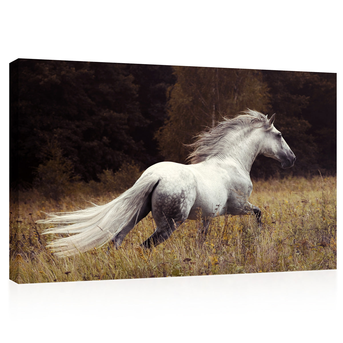 Canvas Print -  White Andalusian Stallion #E0915