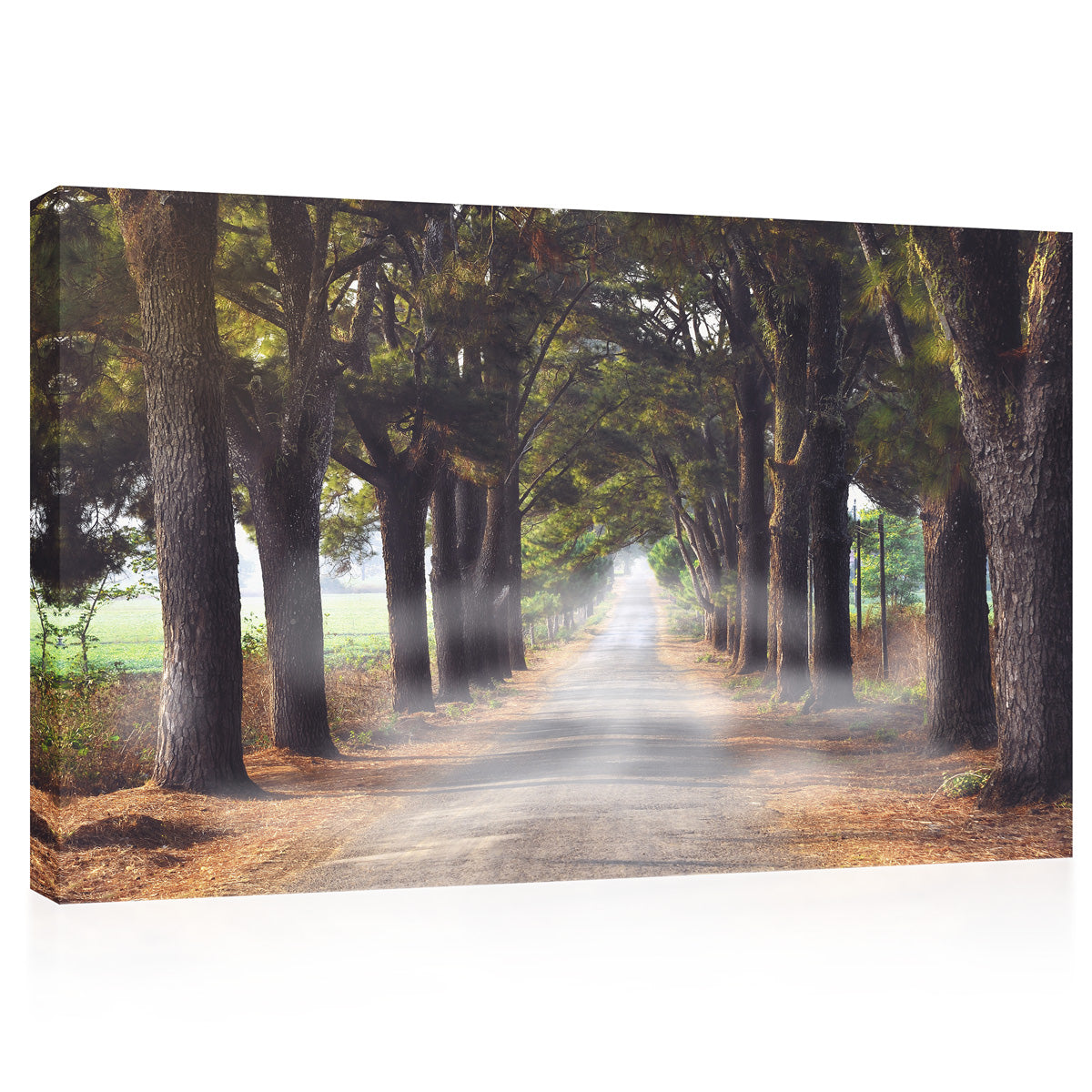 キャンバスプリント - 樹木が茂った道路の神秘的な朝の霧＃e0136