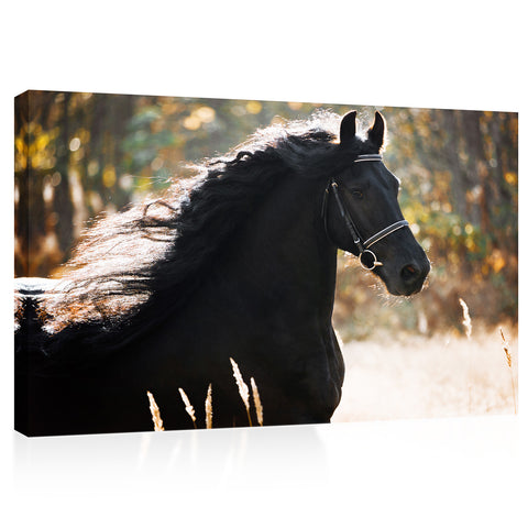 Canvas Print -  Portrait Black Friesian Horse In Autumn #E1017