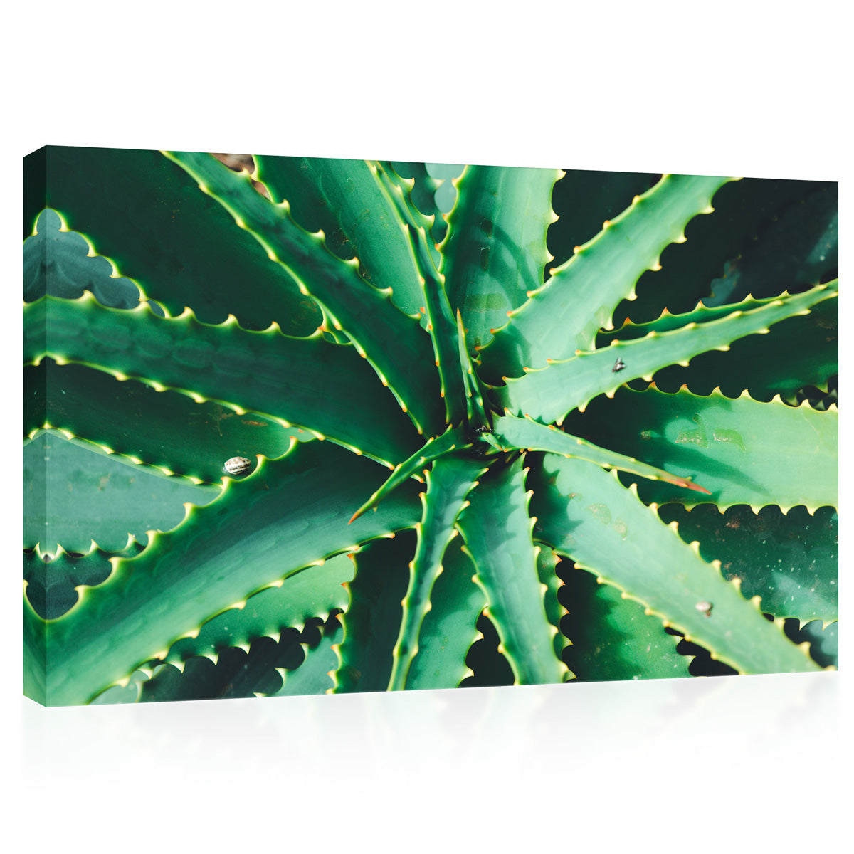 طباعة قماش - Green Aloe #E0703