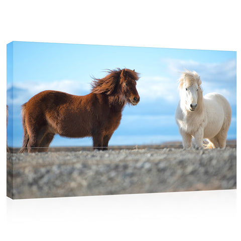 Canvas Print -  Two Icelandic Horse #E0910