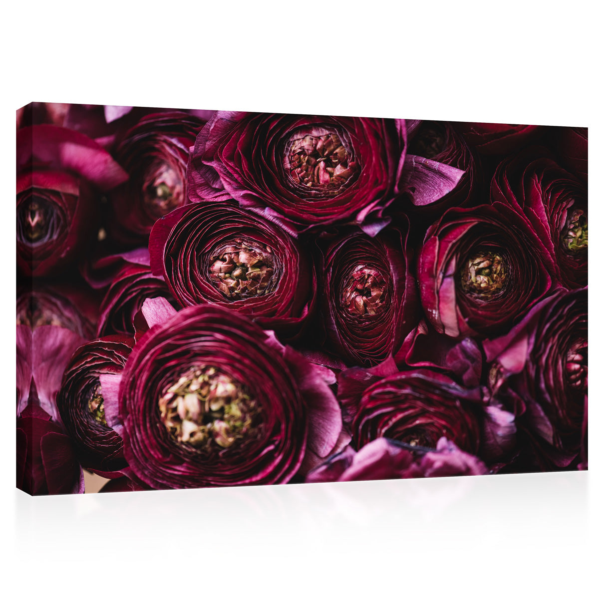 Canvas Print -  Burgundy Ranunculus Flowers #E0833