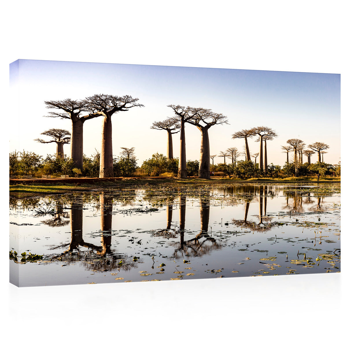 Canvas Print -  Baobab Trees At Sunny Day #E0994