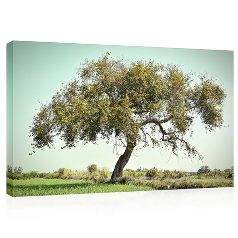 Canvas Print -  Old Peepal Tree #E1011