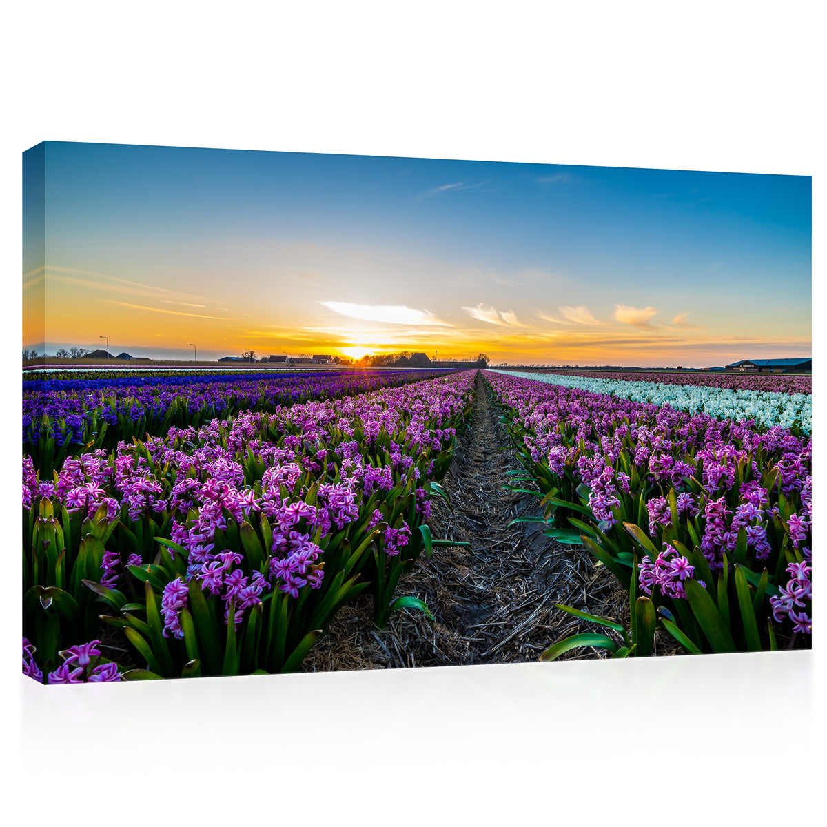 Canvas Print -  Hyacinth Field At Sunset #E0742