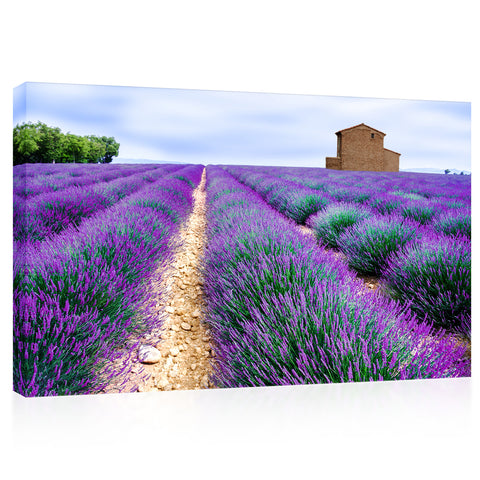 Canvas Print -  Lavender Field #E0758