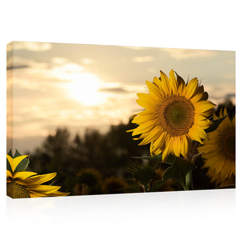 Canvas Print -  Close Up Of Sunflowers At Sunset #E0734