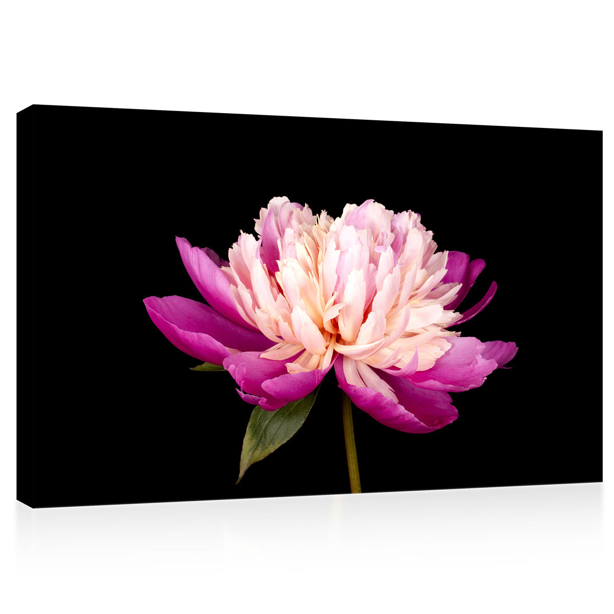 Impression sur toile - Merveilleuse pivoine rose #E0685