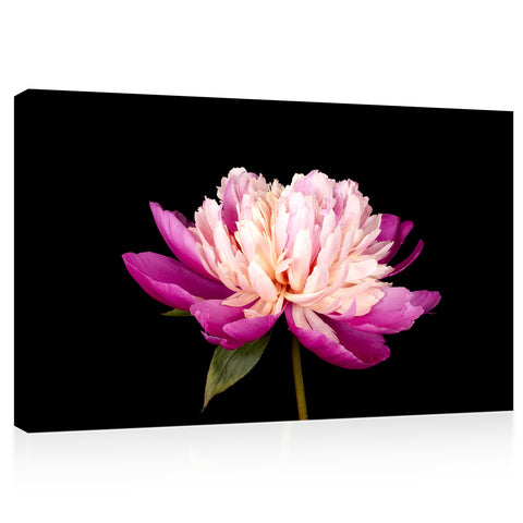 Impression sur toile - Merveilleuse pivoine rose #E0685