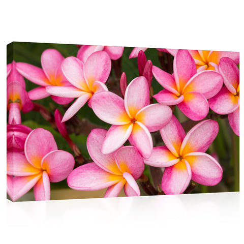 Impression sur toile - Fleurs de Plumeria rose #E0701