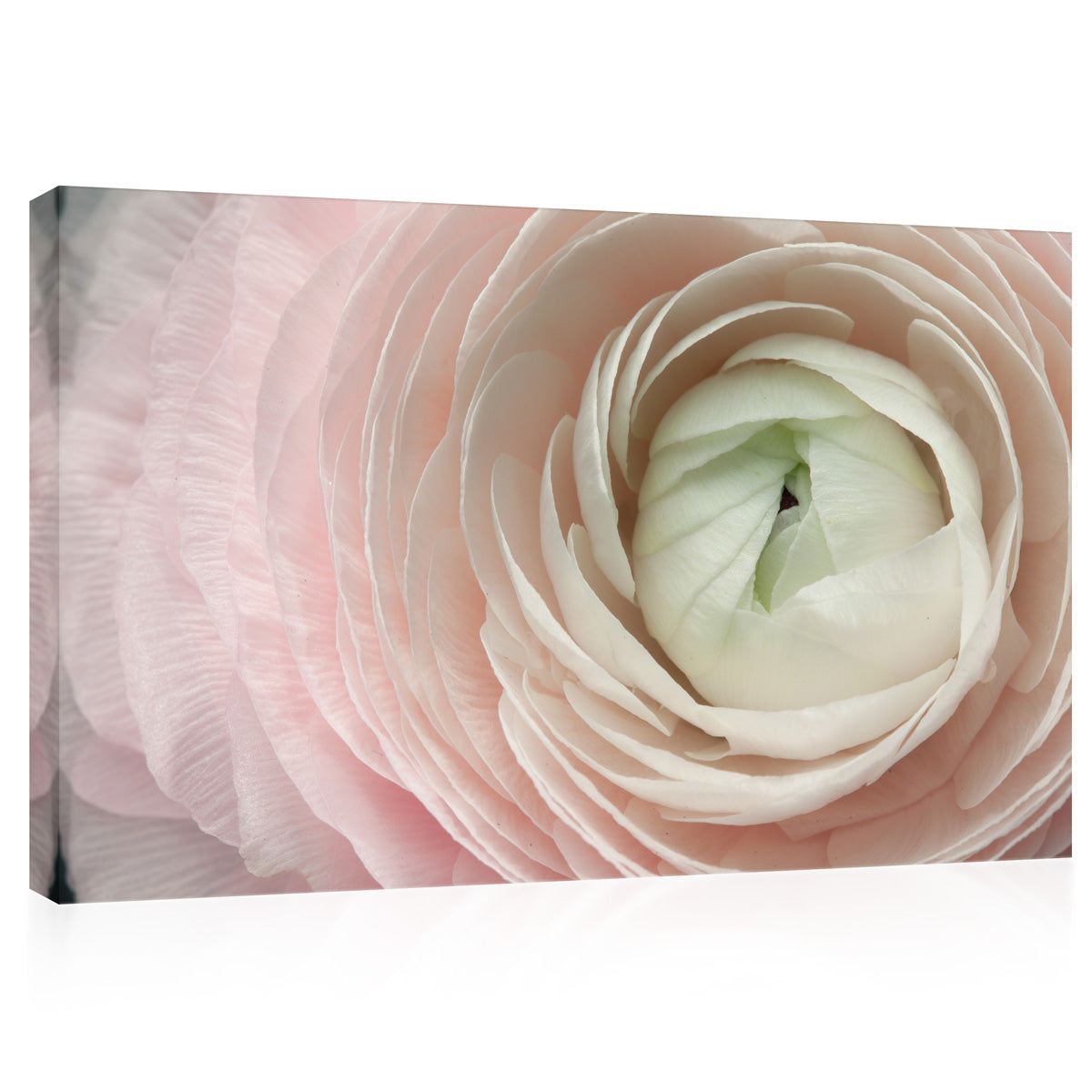 Canvas Print - Ranunculus Flower ، Macro Background #E0698