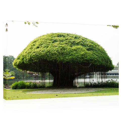 Canvas Print -  Mushroom Shape Banyan Tree #E1002
