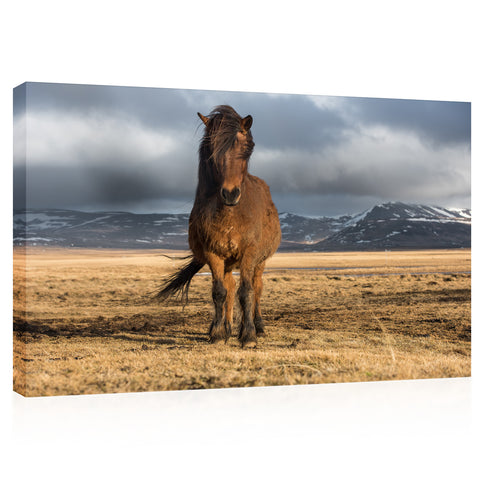 Impression sur toile - Cheval noble islandais #E0909