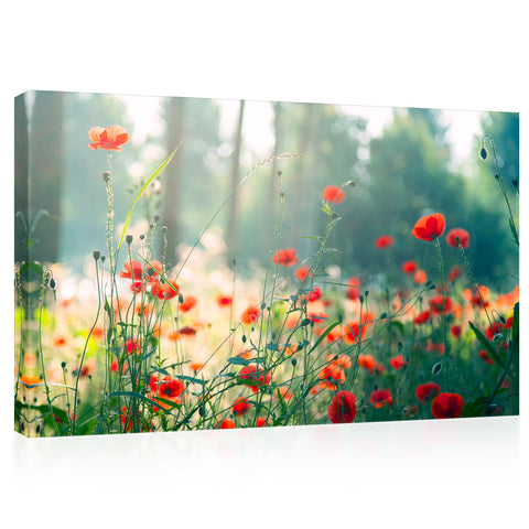 Canvas Print -  Early Morning Light At Red Poppies #E0627